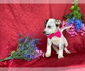 Australian Cattle Dog Puppy for sale in LANCASTER, PA, USA