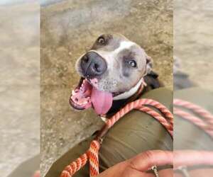Calypso - Female Mutt Dog for Adoption - Photo #2