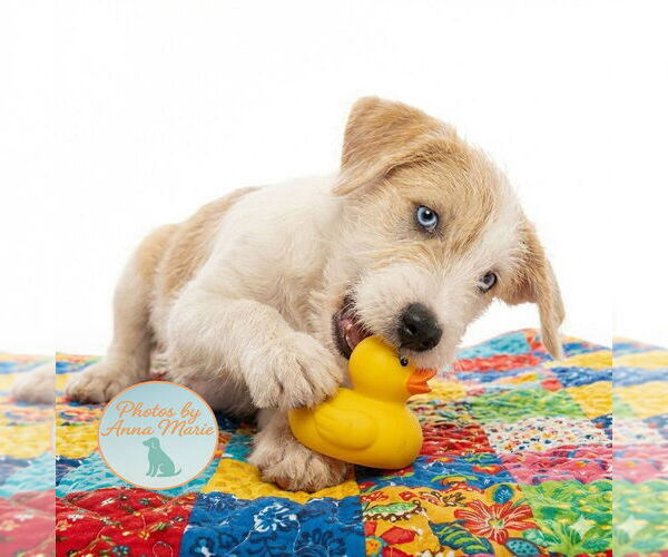 Medium Photo #3 Jack Russell Terrier Puppy For Sale in Grovertown, IN, USA