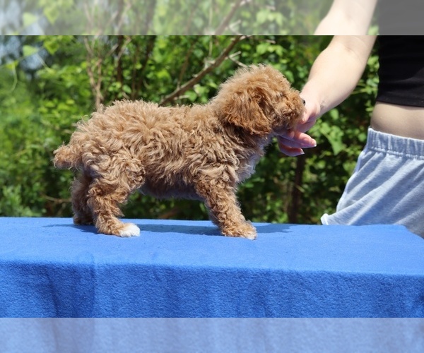 Medium Photo #32 Poodle (Toy) Puppy For Sale in DYERSBURG, TN, USA