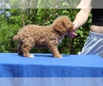 Small #31 Poodle (Toy)