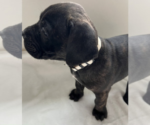 Medium Cane Corso