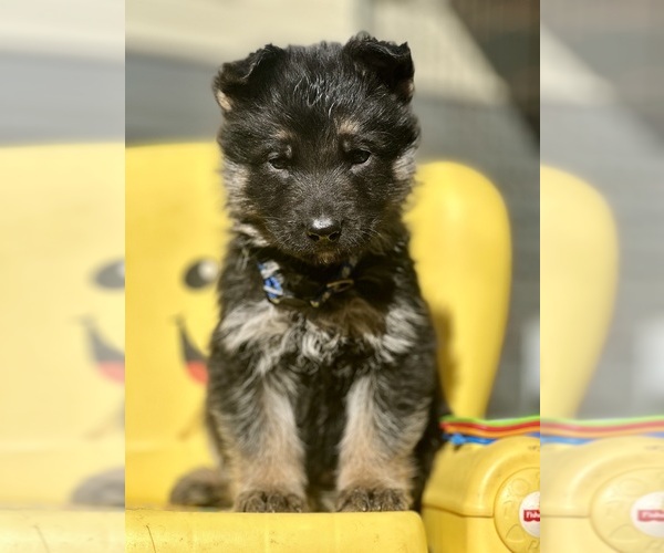 Medium Photo #2 German Shepherd Dog Puppy For Sale in FORT WHITE, FL, USA