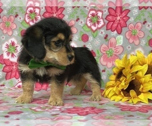 Pembroke Welsh Corgi-Poodle (Miniature) Mix Puppy for sale in LANCASTER, PA, USA
