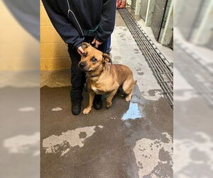 Labrador Retriever-Unknown Mix Dogs for adoption in Stockton, CA, USA