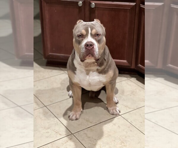Medium Photo #1 American Bully Puppy For Sale in PFLUGERVILLE, TX, USA