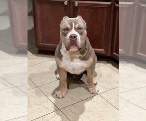 Father of the American Bully puppies born on 05/28/2022