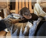 Small #4 Doberman Pinscher