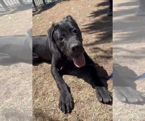 Medium Photo #5 Mutt Puppy For Sale in Goodyear, AZ, USA