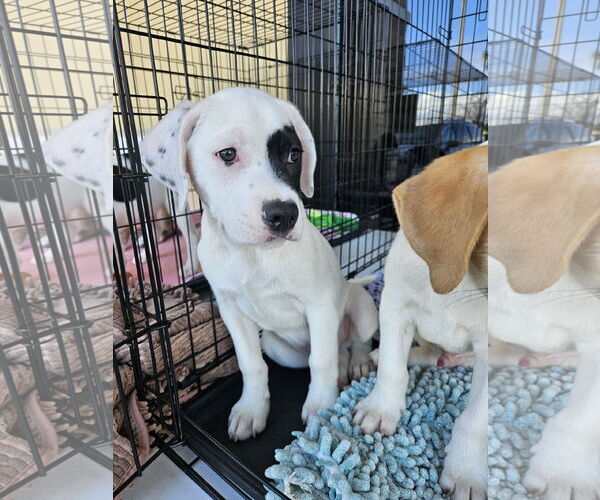 Medium Photo #5 American Bulldog-Beagle Mix Puppy For Sale in Brooksville, FL, USA
