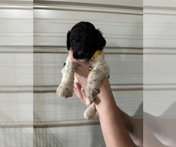 Medium Photo #1 Poodle (Standard) Puppy For Sale in COLORADO SPRINGS, CO, USA