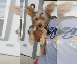 Yorkshire Terrier Puppy for sale in KATY, TX, USA