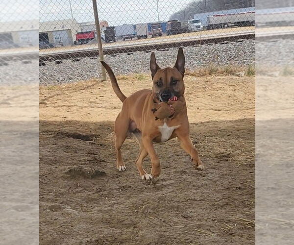 Medium Photo #4 Boxer-Unknown Mix Puppy For Sale in Evansville, IN, USA