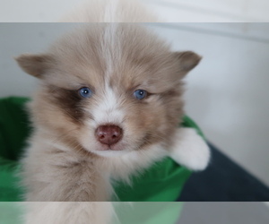 Pomsky Puppy for sale in JACKSON, MI, USA