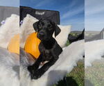 Small Labrador Retriever Mix