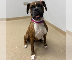 Boxer Dogs for adoption in Aurora, CO, USA