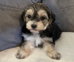 Small Photo #5 Maltipoo Puppy For Sale in SANTA MARIA, CA, USA