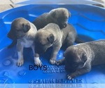 Small Photo #4 Anatolian Shepherd Puppy For Sale in IVA, SC, USA