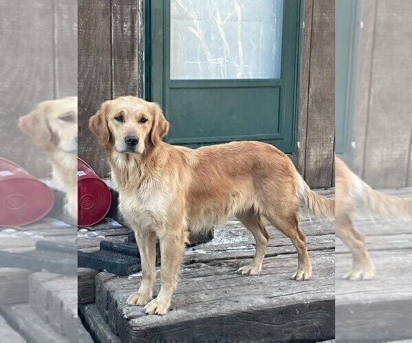 Medium Photo #1 Golden Retriever Puppy For Sale in BURNS, KS, USA