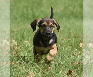 Travis - Male Australian Shepherd-Unknown Mix Dog for Adoption - Photo #5