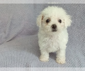 Bichon Frise Puppy for Sale in LAUREL, Mississippi USA
