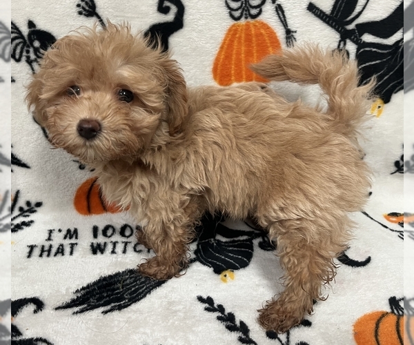 Medium Photo #1 Pomeranian-Poodle (Toy) Mix Puppy For Sale in GLENWOOD CITY, WI, USA