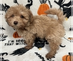 Puppy Mason Pomeranian-Poodle (Toy) Mix