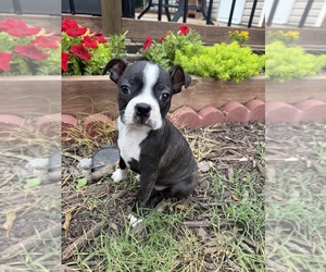 Boston Terrier Puppy for Sale in FREDONIA, Kansas USA