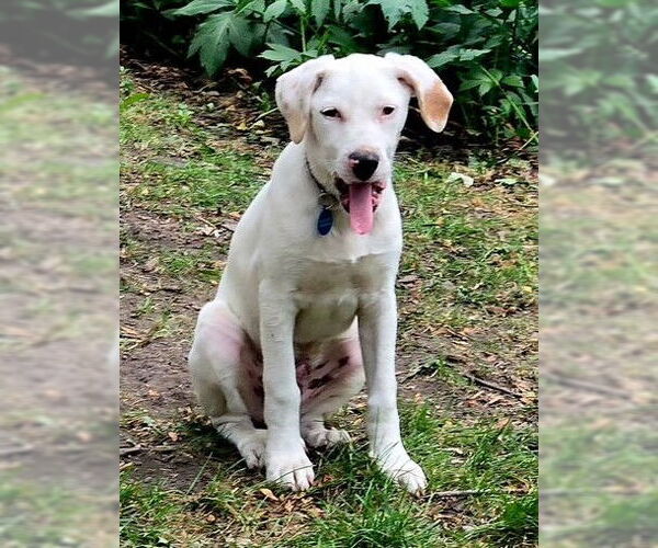 Medium Photo #4 Labrador Retriever-Unknown Mix Puppy For Sale in Genesee, WI, USA