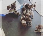 Small Photo #12 German Shorthaired Pointer Puppy For Sale in PLAINVIEW, TX, USA