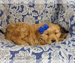 Small Photo #3 Golden Retriever Puppy For Sale in DELTA, PA, USA
