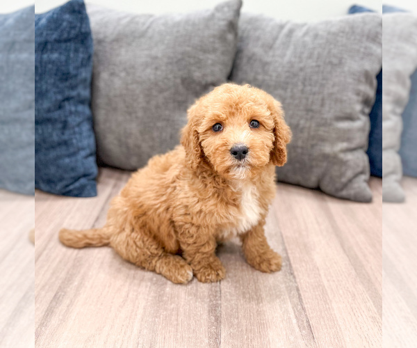 Medium Photo #21 Miniature Labradoodle Puppy For Sale in MILLERSBURG, OH, USA