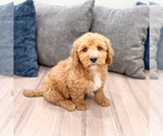 Small #4 Miniature Labradoodle
