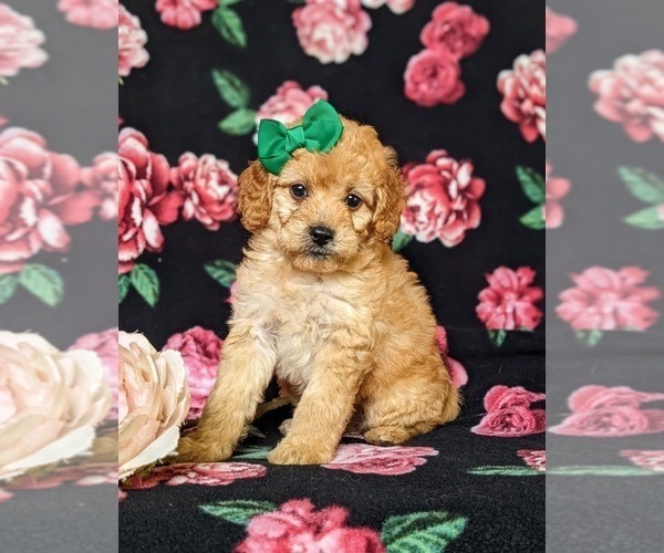 Medium Photo #1 Goldendoodle Puppy For Sale in COCHRANVILLE, PA, USA
