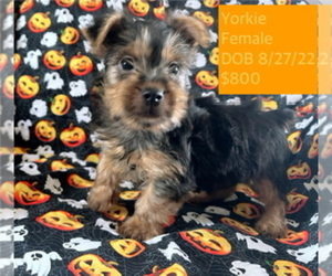 Yorkshire Terrier Puppy for sale in AMSTERDAM, MO, USA