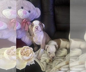 American Bulldog Puppy for sale in HARPERS FERRY, WV, USA