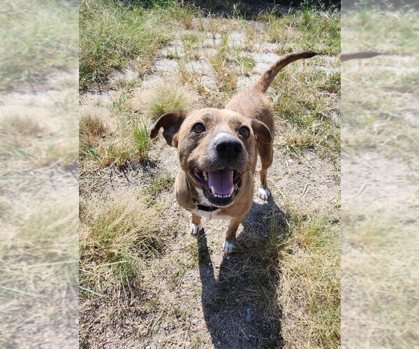 Medium Photo #4 Mutt Puppy For Sale in Evansville, IN, USA