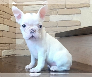 French Bulldog Puppy for sale in BOSTON, MA, USA