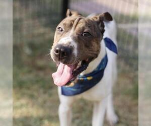 Mutt Dogs for adoption in San Antonio, TX, USA