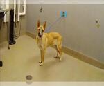 Small German Shepherd Dog Mix
