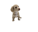 Small Photo #15 Dachshund Puppy For Sale in BALLWIN, MO, USA