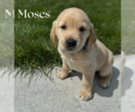 Puppy Moses Golden Labrador