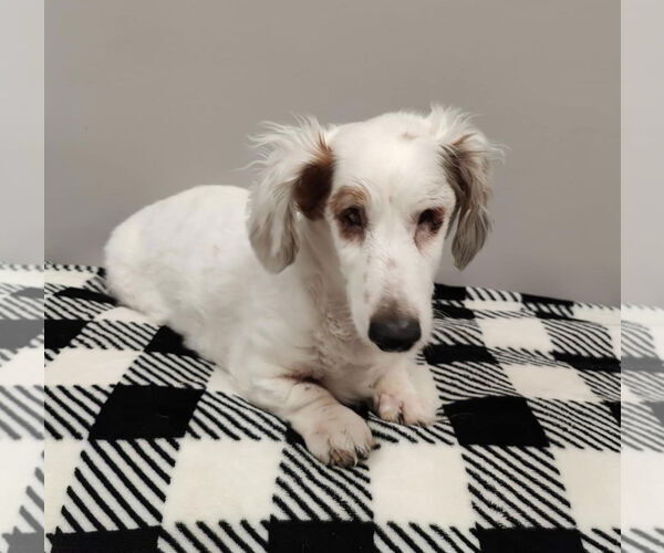 Medium Photo #1 Dachshund Puppy For Sale in St. Louis Park, MN, USA