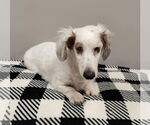 Small Dachshund