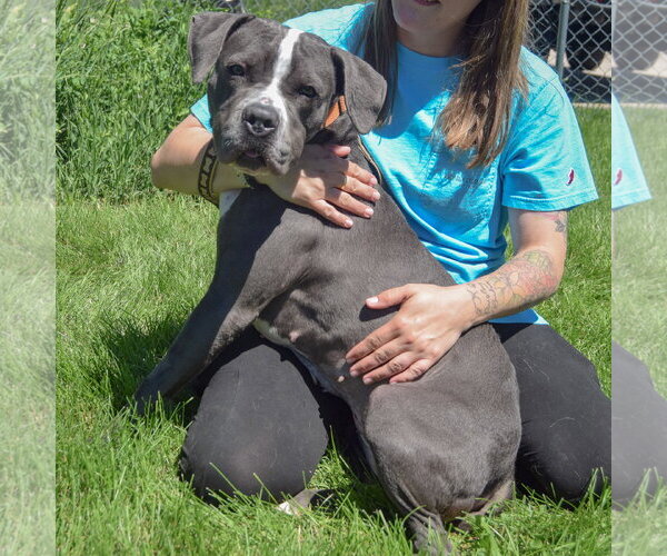 Medium Photo #6 American Bulldog-American Staffordshire Terrier Mix Puppy For Sale in Huntley, IL, USA