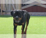Small #2 Rottweiler