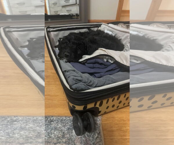 Medium Photo #9 Black Mouth Cur-Poodle (Standard) Mix Puppy For Sale in Grafton, WI, USA