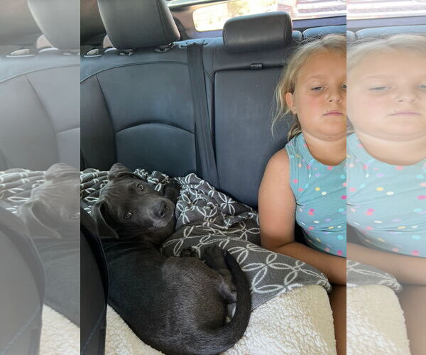 Medium Photo #3 Mutt Puppy For Sale in Goodyear, AZ, USA