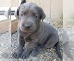 Small Photo #3 Labrador Retriever Puppy For Sale in OLYMPIA, WA, USA