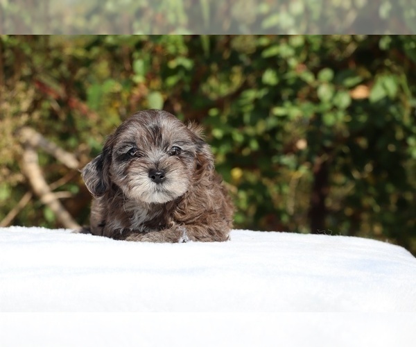 Medium Photo #24 ShihPoo Puppy For Sale in DYERSBURG, TN, USA